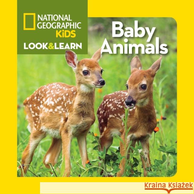 Baby Animals National Geographic Kids 9781426314827 National Geographic Society - książka