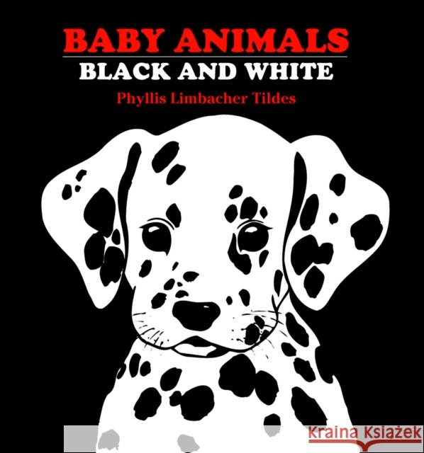 Baby Animals: Black and White Tildes, Phyllis Limbacher 9780881063134 Charlesbridge Publishing,U.S. - książka