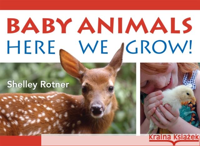 Baby Animals!: Here We Grow Shelley Rotner 9780823456833 Holiday House - książka