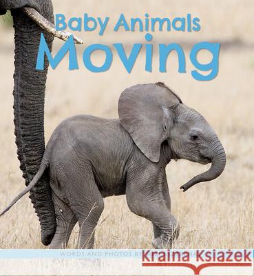 Baby Animals Moving  9781771472999 Owlkids - książka