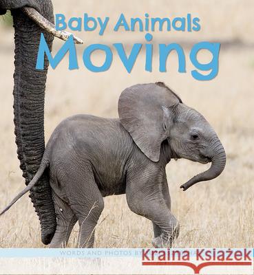 Baby Animals Moving Suzi Eszterhas 9781771475754 Owlkids - książka