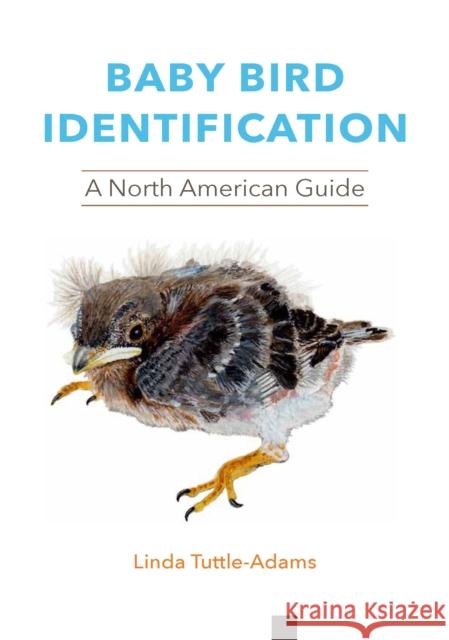 Baby Bird Identification: A North American Guide Linda Tuttle-Adams Rebecca S. Duerr 9781501762857 Comstock Publishing - książka