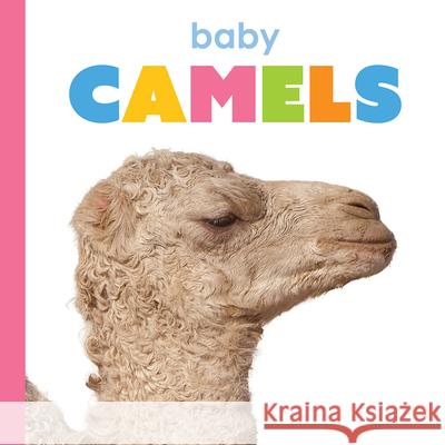 Baby Camels Kim Thompson 9781640264182 Creative Education - książka