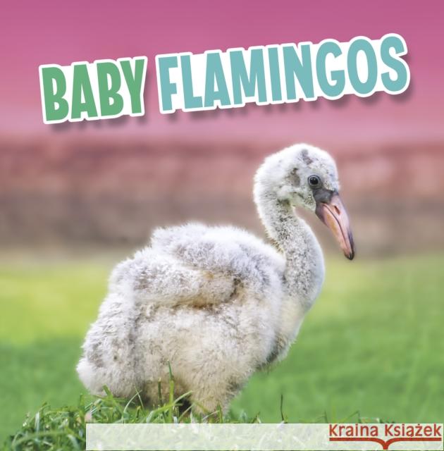 Baby Flamingos Martha E. H. Rustad 9781398223899 Capstone Global Library Ltd - książka
