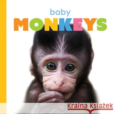 Baby Monkeys Kate Riggs 9781568464572 Creative Editions - książka