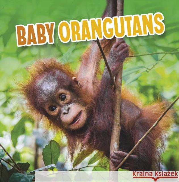 Baby Orangutans Martha E. H. Rustad 9781398223974 Capstone Global Library Ltd - książka
