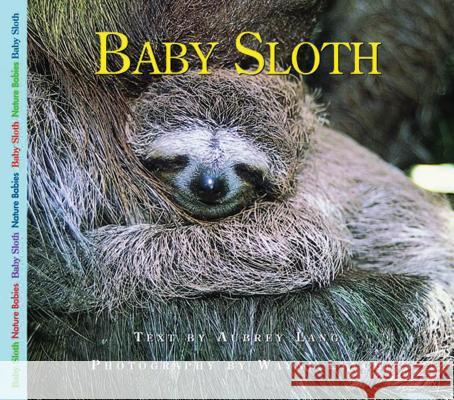 Baby Sloth Aubrey Lang Wayne Lynch 9781550418279 Fitzhenry & Whiteside Limited - książka