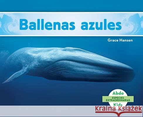 Ballenas Azules (Blue Whales ) (Spanish Version) Hansen, Grace 9781624026928 Abdo Kids - książka