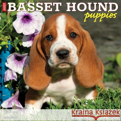 Basset Hound Puppies 2026 12 X 12 Wall Calendar Willow Creek Press 9781549250088 Willow Creek Press Calendars - książka