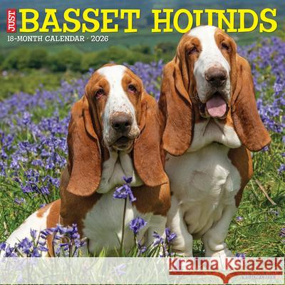 Basset Hounds 2026 12 X 12 Wall Calendar Willow Creek Press 9781549250095 Wlcp - książka
