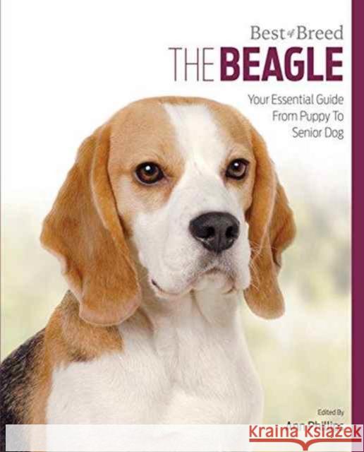Beagle: Best of Breed Ann Phillips 9781910488393 First Stone Publishing - książka