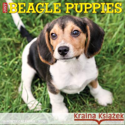 Beagle Puppies 2026 12 X 12 Wall Calendar Willow Creek Press 9781549250132 Willow Creek Press Calendars - książka