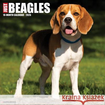 Beagles 2026 12 X 12 Wall Calendar Willow Creek Press 9781549250156 Wlcp - książka