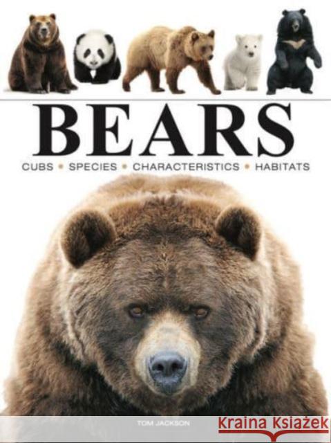 Bears Tom Jackson 9781838863586 Amber Books - książka