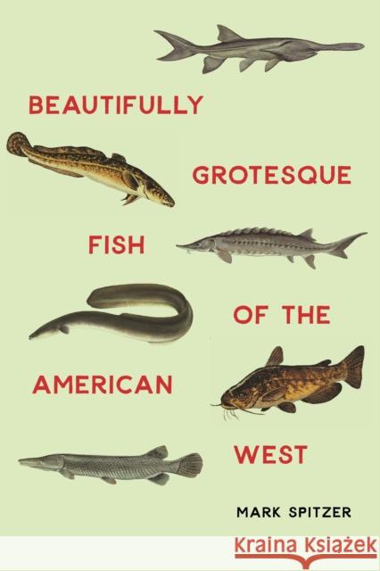 Beautifully Grotesque Fish of the American West Mark Spitzer 9780803265233 Bison Books - książka