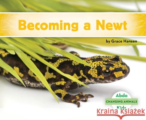 Becoming a Newt Grace Hansen 9781532108181 Abdo Kids Jumbo - książka
