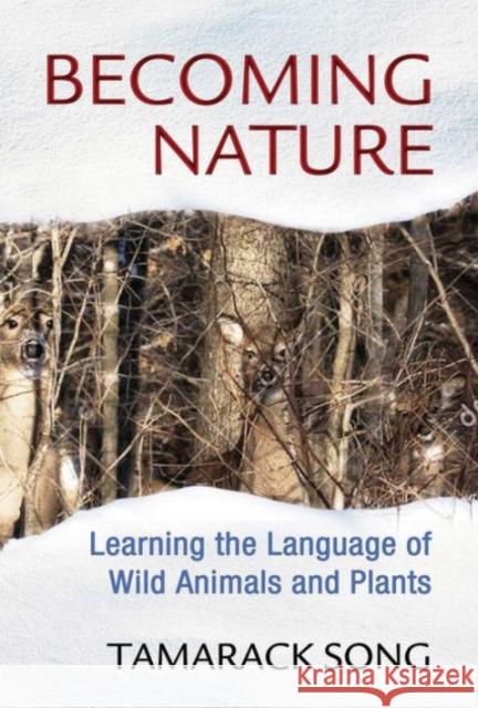 Becoming Nature: Learning the Language of Wild Animals and Plants Tamarack Song 9781591432111 Inner Traditions Bear and Company - książka