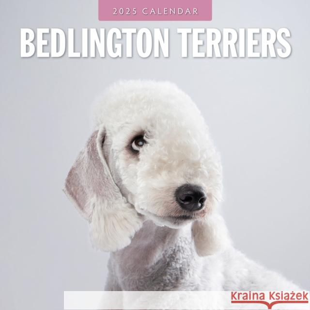 Bedlington Terriers 2025 Square Wall Calendar Red Robin 9781804424261 Red Robin Publishing Ltd. - książka