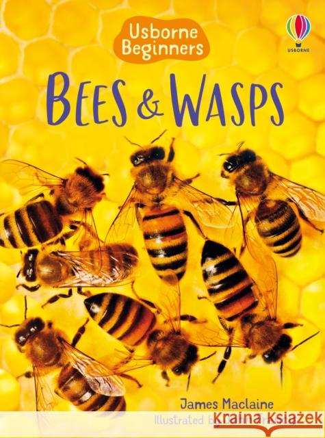 Bees and Wasps James Maclaine 9781409544876 Usborne Publishing Ltd - książka