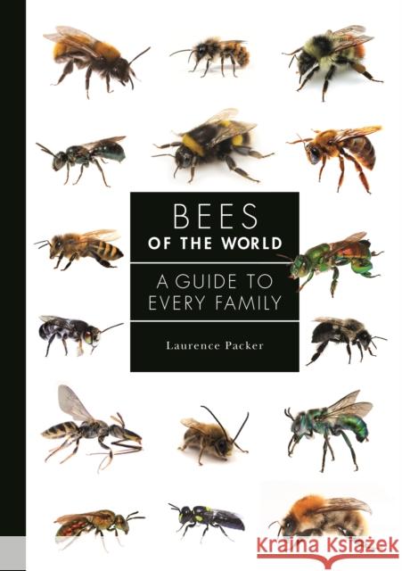 Bees of the World: A Guide to Every Family Packer, Laurence 9780691226620 Princeton University Press - książka