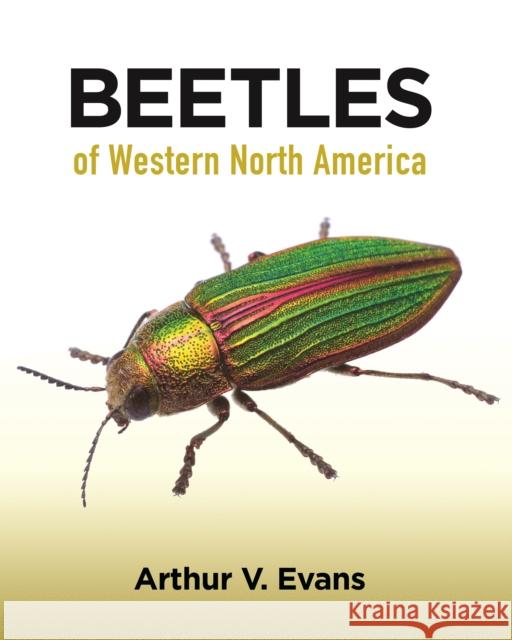 Beetles of Western North America Arthur V. Evans 9780691164281 Princeton University Press - książka