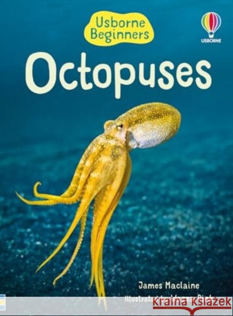 Beginners Octopuses James Maclaine 9781805079675 Usborne Publishing Ltd - książka