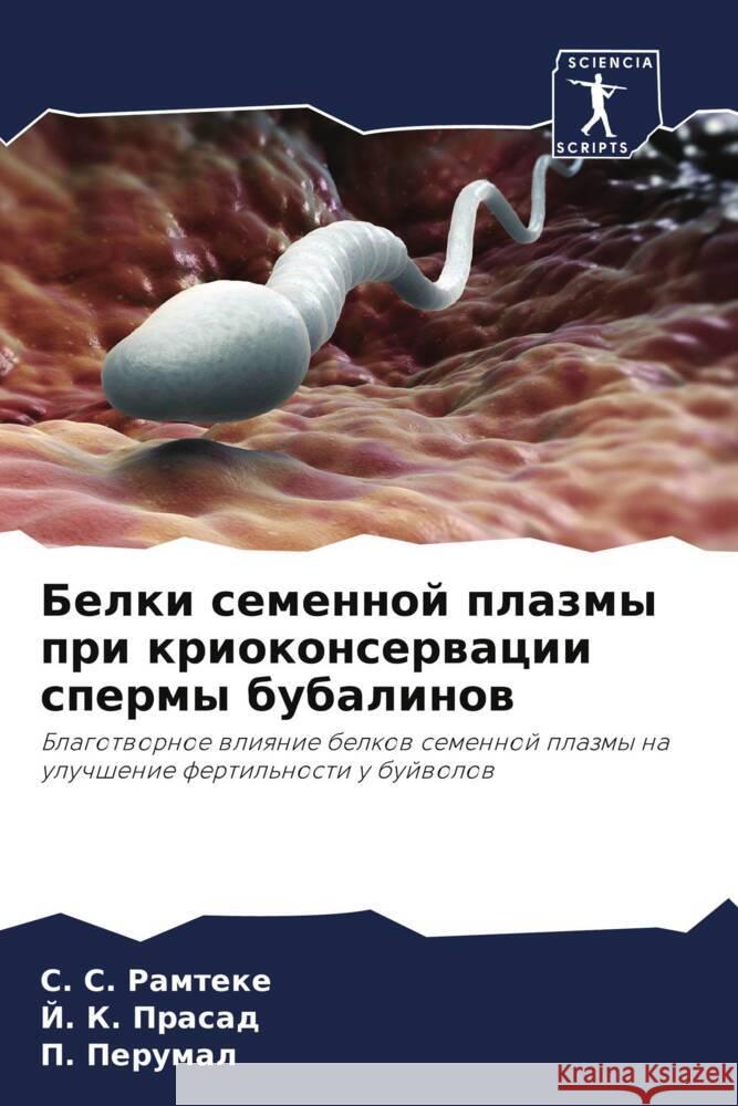 Belki semennoj plazmy pri kriokonserwacii spermy bubalinow Ramteke, S. S., Prasad, J. K., Perumal, P. 9786204471167 Sciencia Scripts - książka