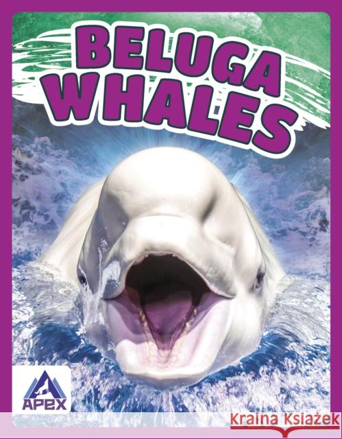 Beluga Whales Angela Lim 9781637380376 Apex / Wea Int'l - książka