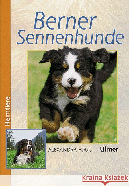 Berner Sennenhunde Haug, Alexandra   9783800173990 Ulmer (Eugen) - książka