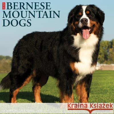 Bernese Mountain Dogs 2026 12 X 12 Wall Calendar Willow Creek Press 9781549250187 Wlcp - książka
