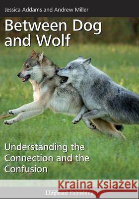 Between Dog and Wolf: Understanding the Connection and the Confusion Andrew Miller, Jessica Addams 9781617812811 Dogwise Publishing - książka