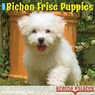 Bichon Frise Puppies 2026 12 X 12 Wall Calendar Willow Creek Press 9781549250231 Willow Creek Press Calendars - książka