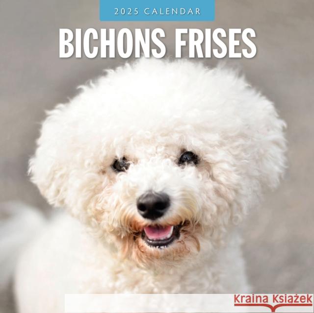 Bichons Frises 2025 Square Wall Calendar Red Robin 9781804424292 Red Robin Publishing Ltd. - książka