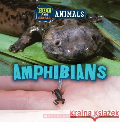 Big and Small: Amphibians (Wild World) Brenna Maloney 9781338853469 C. Press/F. Watts Trade - książka