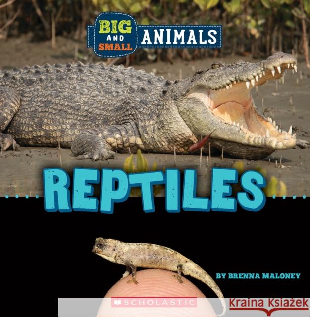 Big and Small: Reptiles (Wild World) Brenna Maloney 9781338853605 C. Press/F. Watts Trade - książka