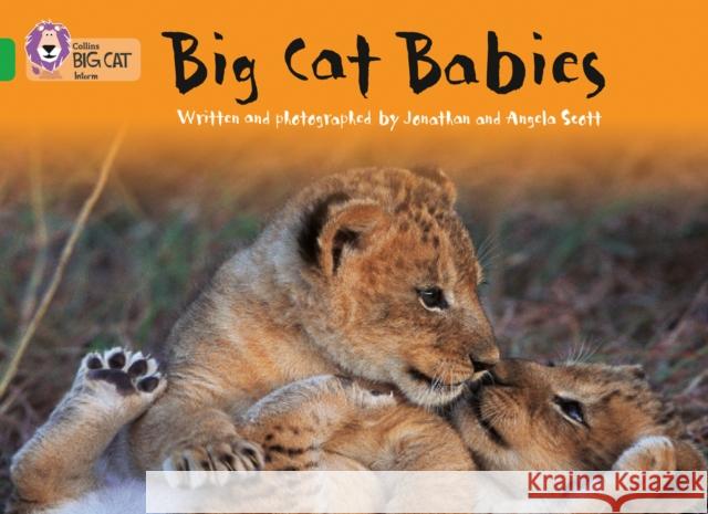 Big Cat Babies: Band 05/Green Angela Scott 9780007185948 HarperCollins Publishers - książka