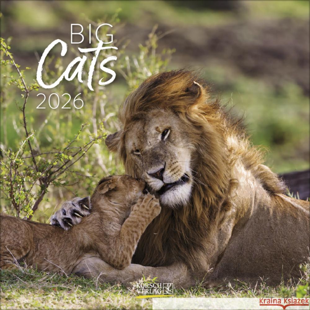 Big Cats 2026  9783731890126 Korsch - książka