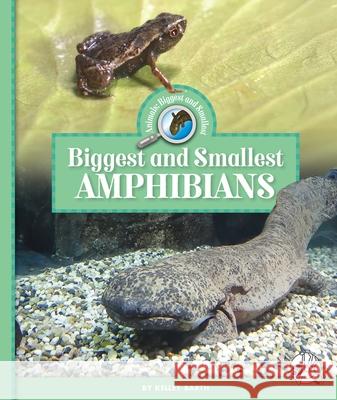 Biggest and Smallest Amphibians Kelley Barth 9781503875647 Child's World Wonder Books - książka