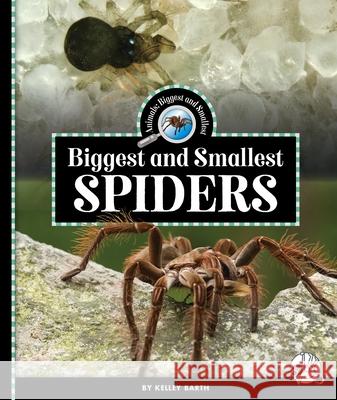 Biggest and Smallest Spiders Kelley Barth 9781503875678 Child's World Wonder Books - książka