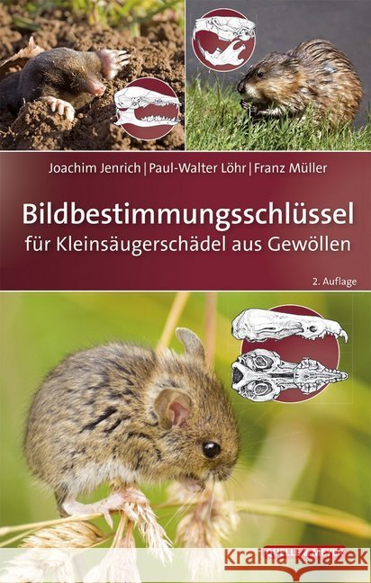 Bildbestimmungsschlüssel für Kleinsäugerschädel aus Gewöllen Jenrich, Joachim; Löhr, Paul-Walter; Müller, Franz 9783494017273 Quelle & Meyer - książka