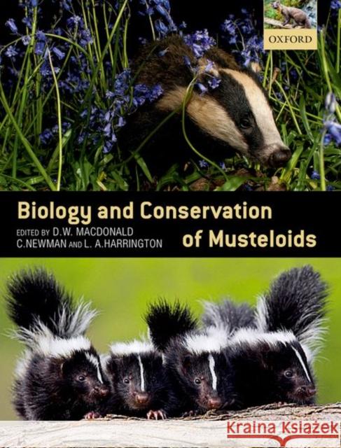 Biology and Conservation of Musteloids David W. Macdonald Christopher Newman Lauren A. Harrington 9780198759805 Oxford University Press, USA - książka
