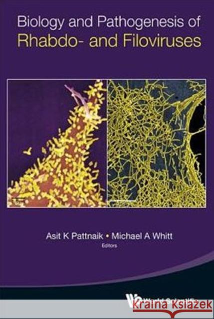 Biology and Pathogenesis of Rhabdo- And Filoviruses Asit Kumar Pattnaik Michael A. Whitt Asit K. Pattnaik 9789814635332 World Scientific Publishing Company - książka