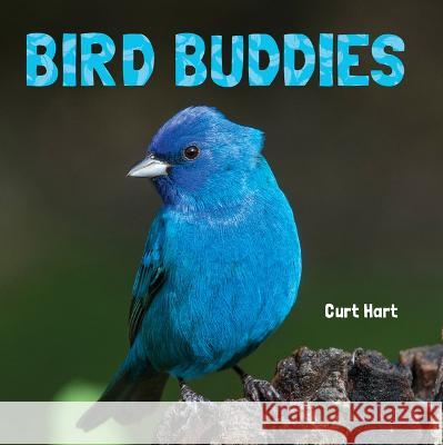 Bird Buddies Curt Hart 9781486729159 Flowerpot Press - książka