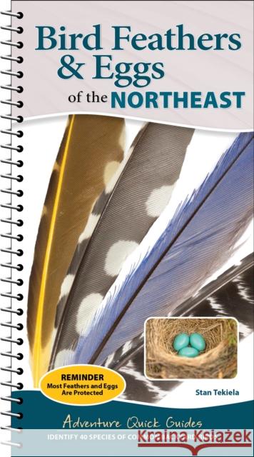 Bird Feathers & Eggs of the Northeast: Identify 40 Species of Common Backyard Birds Stan Tekiela 9781647555337 Adventure Publications - książka