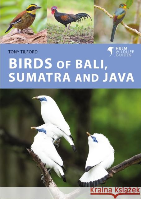 Birds of Bali, Sumatra and Java Tony Tilford 9781472986870 Bloomsbury Publishing PLC - książka