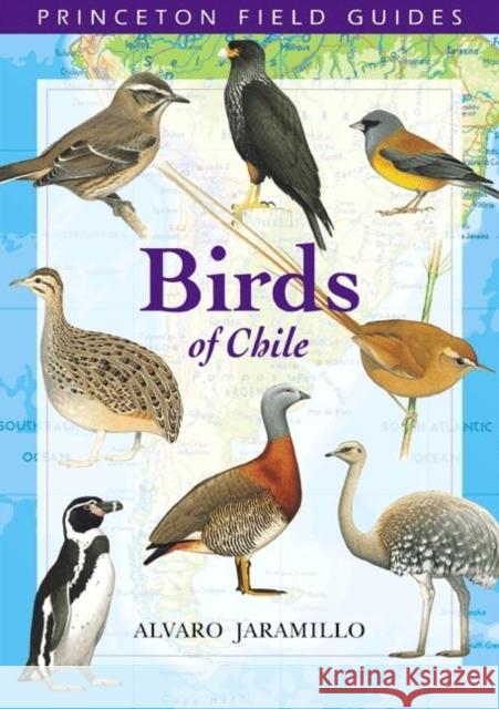 Birds of Chile Alvaro Jaramillo Peter Burke David Beadle 9780691117409 Princeton University Press - książka