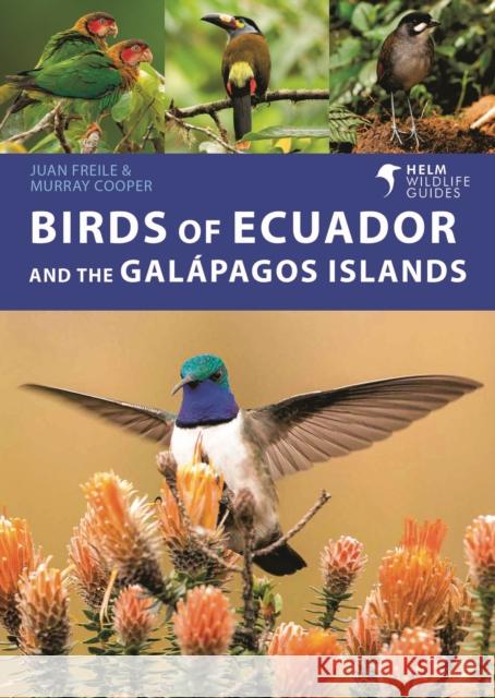 Birds of Ecuador and the Galapagos Islands Murray Cooper 9781472993373 Bloomsbury Publishing PLC - książka
