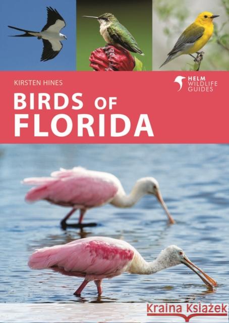 Birds of Florida Kirsten Hines 9781472993359 Bloomsbury Publishing PLC - książka