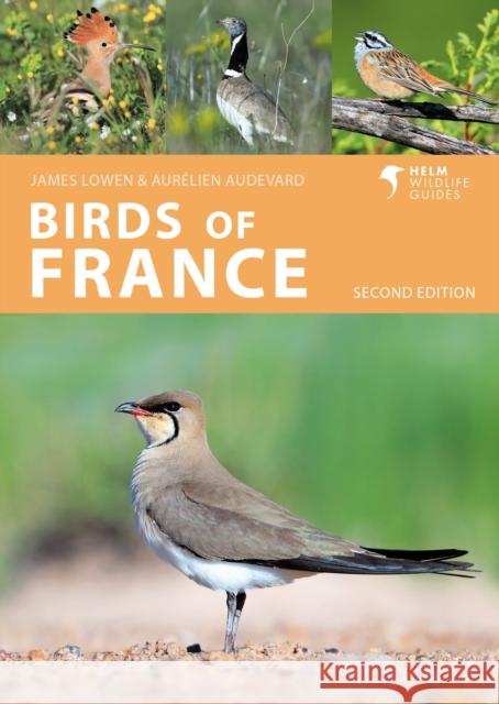 Birds of France Aurelien Audevard 9781399411387 Bloomsbury Publishing PLC - książka