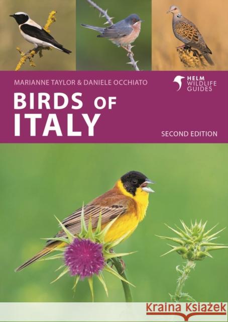 Birds of Italy Marianne Taylor 9781399410649 Bloomsbury USA - książka